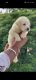 Labrador Retriever Puppies for sale in Rohtak, Haryana, India. price: 9000 INR