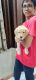 Labrador Retriever Puppies for sale in Aundh, Pune, Maharashtra, India. price: 5000 INR