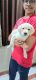 Labrador Retriever Puppies for sale in Aundh, Pune, Maharashtra, India. price: 6000 INR