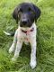 Labrador Retriever Puppies for sale in Prescott, WI 54021, USA. price: $400