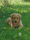 Labrador Retriever Puppies for sale in Fort Morgan, CO 80701, USA. price: NA