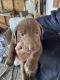 Labrador Retriever Puppies for sale in Colville, WA 99114, USA. price: NA