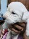 Labrador Retriever Puppies for sale in Moti Nagar, Hyderabad, Telangana, India. price: 8000 INR