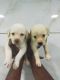 Labrador Retriever Puppies for sale in Dindoli, Surat, Gujarat, India. price: 12000 INR