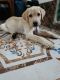 Labrador Retriever Puppies for sale in Malad, Malad West, Mumbai, Maharashtra, India. price: 12000 INR