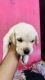 Labrador Retriever Puppies for sale in Avadi, Tamil Nadu, India. price: 12000 INR