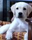 Labrador Retriever Puppies for sale in Halasuru, Bengaluru, Karnataka, India. price: 7000 INR