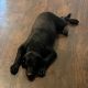 Labrador Retriever Puppies for sale in Wylie, TX 75098, USA. price: $900