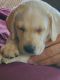 Labrador Retriever Puppies for sale in Olympia, WA, USA. price: NA