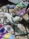 Labrador Retriever Puppies for sale in Mattan Rd, Kharman, Haryana 124507, India. price: 5000 INR