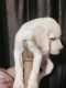 Labrador Retriever Puppies for sale in New Jawahar Nagar, Talwandi, Kota, Rajasthan, India. price: 8500 INR