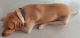 Labrador Retriever Puppies for sale in Gurugram, Haryana, India. price: 25000 INR