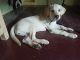 Labrador Retriever Puppies for sale in Red Hills, Chennai, Tamil Nadu, India. price: 7000 INR