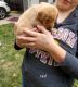 Labrador Retriever Puppies for sale in Gaylord, MN 55334, USA. price: NA