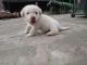 Labrador Retriever Puppies for sale in Ghanauri Kalan, Punjab 148024, India. price: 5500 INR