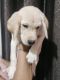 Labrador Retriever Puppies for sale in New Jawahar Nagar, Talwandi, Kota, Rajasthan, India. price: 10000 INR