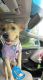 Labrador Retriever Puppies for sale in Manassas, VA, USA. price: $450