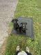 Labrador Retriever Puppies for sale in Columbia, TN 38401, USA. price: $500