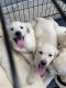 Labrador Retriever Puppies for sale in Tracy, CA, USA. price: NA
