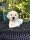 Labrador Retriever Puppies for sale in Clarksburg, WV, USA. price: $1,200