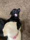 Labrador Retriever Puppies for sale in Henderson, NC, USA. price: $60,000