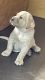 Labrador Retriever Puppies for sale in Shingle Springs, CA 95682, USA. price: $1,300