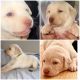 Labrador Retriever Puppies for sale in North Hills, Los Angeles, CA, USA. price: NA