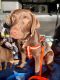 Labrador Retriever Puppies for sale in Arab, AL 35016, USA. price: NA