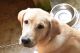 Labrador Retriever Puppies for sale in Edappally, Kochi, Kerala, India. price: 6 INR