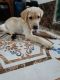 Labrador Retriever Puppies for sale in Malwani, मालाड, गायकवाड नगर, मालवणी, मालाड वेस्ट, मुंबई, महाराष्ट्र 400095, India. price: 12000 INR
