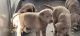 Labrador Retriever Puppies for sale in Eureka Springs, AR, USA. price: $800