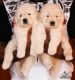 Labrador Retriever Puppies for sale in Atlanta, GA, USA. price: $400
