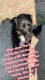 Labrador Retriever Puppies for sale in Detroit, MI, USA. price: NA