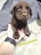 Labrador Retriever Puppies for sale in Florahome, FL 32140, USA. price: $1,000