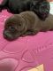 Labrador Retriever Puppies for sale in Lafayette, IN, USA. price: $800