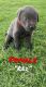 Labrador Retriever Puppies for sale in Childress, TX 79201, USA. price: $1,000
