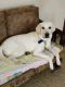Labrador Retriever Puppies for sale in Silver Beach Rd, Rathinavel Nagar, Cuddalore, Tamil Nadu 607001, India. price: 10000 INR