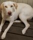 Labrador Retriever Puppies for sale in 1709 E 27th St, Weslaco, TX 78596, USA. price: NA