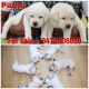 Labrador Retriever Puppies for sale in Rajendra Nagar, Patna, Bihar, India. price: 12000 INR