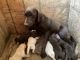 Labrador Retriever Puppies for sale in Quincy, MI 49082, USA. price: NA