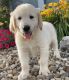 Labrador Retriever Puppies for sale in S Carolina St, Avon Park, FL 33825, USA. price: NA