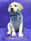Labrador Retriever Puppies for sale in Milton, FL, USA. price: $600