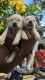 Labrador Retriever Puppies for sale in Salem, Tamil Nadu, India. price: 5500 INR