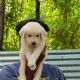 Labrador Retriever Puppies for sale in SC-544, Myrtle Beach, SC, USA. price: $270
