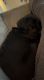 Labrador Retriever Puppies for sale in 5669 N Garrett St, Garden City, ID 83714, USA. price: $600