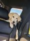 Labrador Retriever Puppies for sale in Belmond, IA 50421, USA. price: $150
