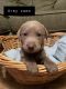 Labrador Retriever Puppies for sale in Sumter, SC, USA. price: NA
