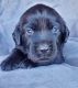 Labrador Retriever Puppies for sale in Victorville, CA, USA. price: $500