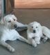 Labrador Retriever Puppies for sale in Palm Springs, CA, USA. price: $1,500