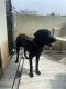 Labrador Retriever Puppies for sale in Khammam Fort, Nizampet, Khammam, Telangana 507001, India. price: 12000 INR